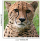 Cheetah Wall Decal