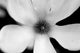 Magnolia 1 Wall Decal