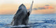 Breaching Humpback Wall Decal