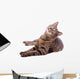 Cat Wall Decal