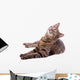 Cat Wall Decal