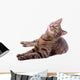 Cat Wall Decal