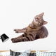 Cat Wall Decal