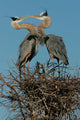 Great Blue Heron Wall Mural