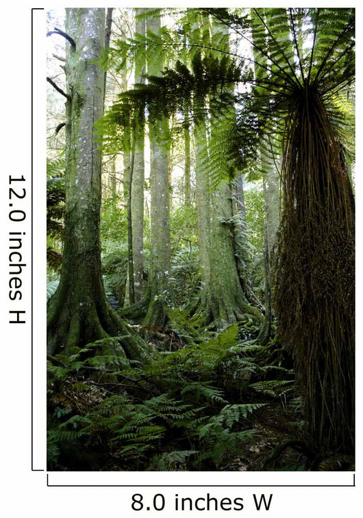 Tropical Forest Wall Decal Design 2