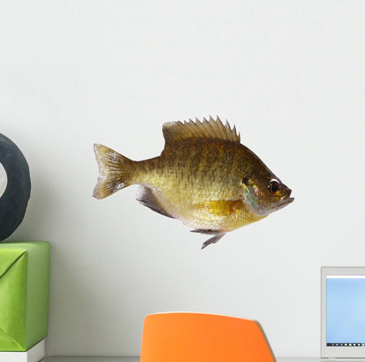 Bluegill Lepomis Macrochirus Wall Decal