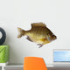 Bluegill Lepomis Macrochirus Wall Decal
