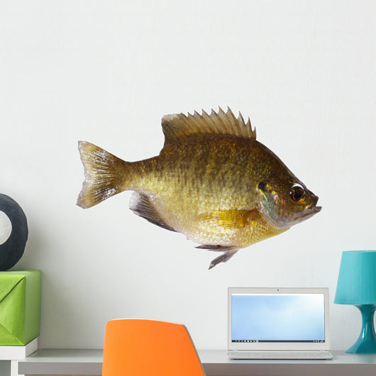 Bluegill Lepomis Macrochirus Wall Decal