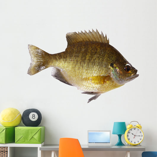 Bluegill Lepomis Macrochirus Wall Decal