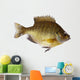 Bluegill Lepomis Macrochirus Wall Decal
