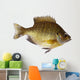 Bluegill Lepomis Macrochirus Wall Decal