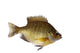 Bluegill Lepomis Macrochirus Wall Decal