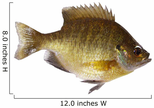 Bluegill Lepomis Macrochirus Wall Decal