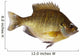 Bluegill Lepomis Macrochirus Wall Decal