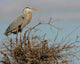 Nesting Great Blue Heron Wall Decal