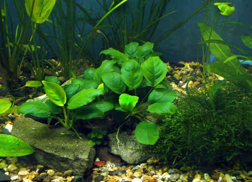 Aquarium Wall Decal