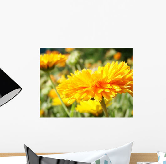 Calendula Wall Decal