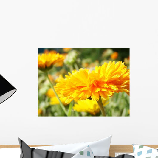 Calendula Wall Decal