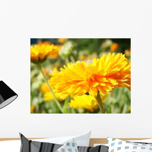 Calendula Wall Decal