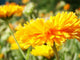 Calendula Wall Decal