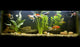 Goldfish Fish Tank Wall Decal