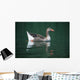 Duck On Water Wall Mural