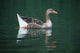 Duck On Water Wall Mural