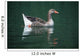 Duck On Water Wall Mural