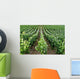 Rows Grape Vines French Wall Decal