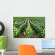 Rows Grape Vines French Wall Decal