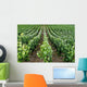 Rows Grape Vines French Wall Decal