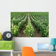 Rows Grape Vines French Wall Decal