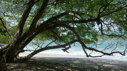 Poisonous Tree Beach Wall Decal