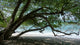 Poisonous Tree Beach Wall Decal