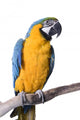 Macaw Blue and Gold Wall Decal
