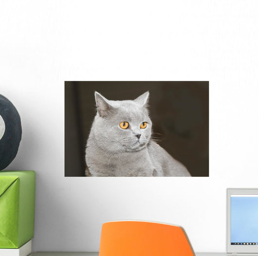 Hauskatze Wall Decal