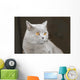 Hauskatze Wall Decal