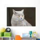 Hauskatze Wall Decal