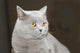 Hauskatze Wall Decal