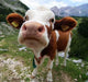 Almkuh S Dtirol Wall Decal