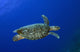 Hawksbill Sea Turtle St Wall Decal