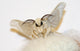 Silkworm Moth Wall Decal