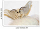 Silkworm Moth Wall Decal