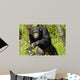 Chimpanzee Wall Decal