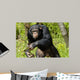 Chimpanzee Wall Decal