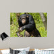 Chimpanzee Wall Decal