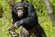 Chimpanzee Wall Decal