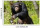 Chimpanzee Wall Decal