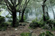 Forest Fog Wall Decal Design 3