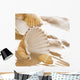 Lovely Shells Wall Decal